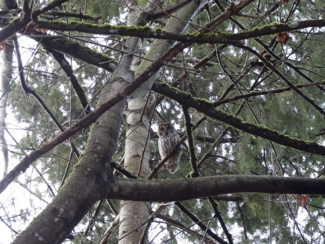 He found a perfect place to hang out away from the crows.  They could not swoop on him in this heavy cover