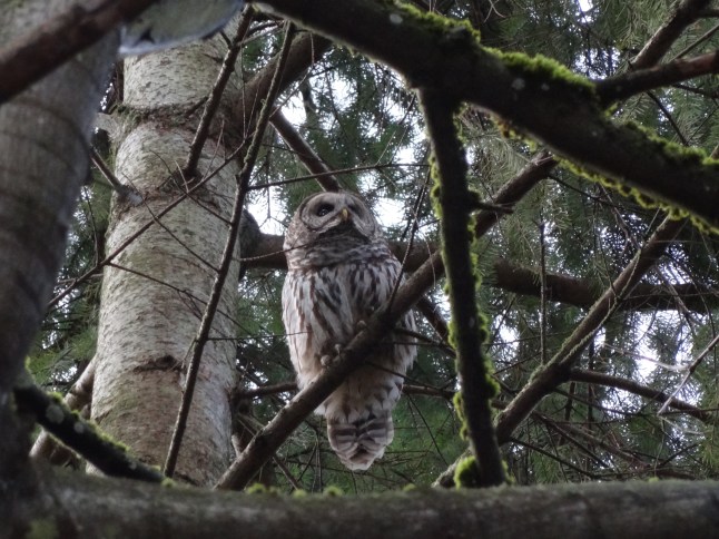 This owl found safe haven in the trees behind my house