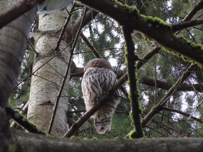 As I pressed the shutter on the camera, the Owl heard something behind him and before the shutter could release, his head turned.  Impressive