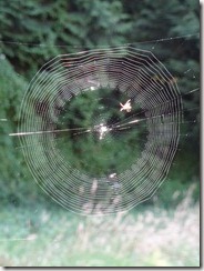 spider weaving its web