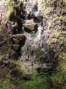 The distracting woods