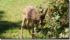 deer, dragon flies and other such about the house 255