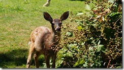 deer, dragon flies and other such about the house 258