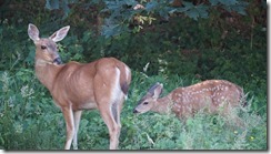 deer, dragon flies and other such about the house 275