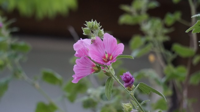 Holly Hocks at twilight