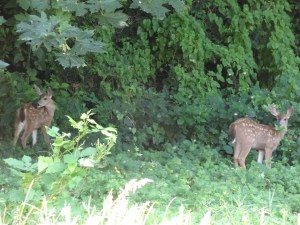 The Fawns in the back Yard 001