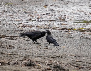 Aug 18 Sun 073_edited