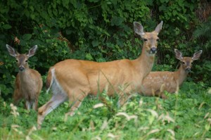 Deer Family shot