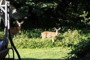 Morning saunter though the wildlife kitchen