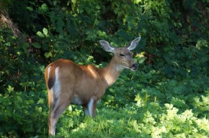 A most watchful mom!