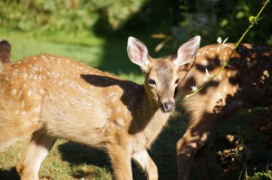 The blackberry patch is a delectable breakfast for fast growing fawns.