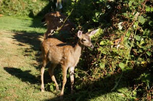 Something new has grabbed her attention from the blackberry's but only monetarily.