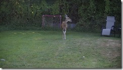 Dinner for the deer 001