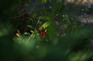 landscape portrate 053