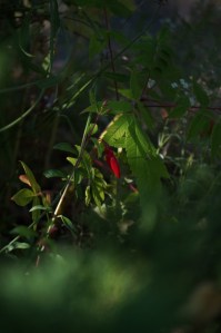 landscape portrate 056