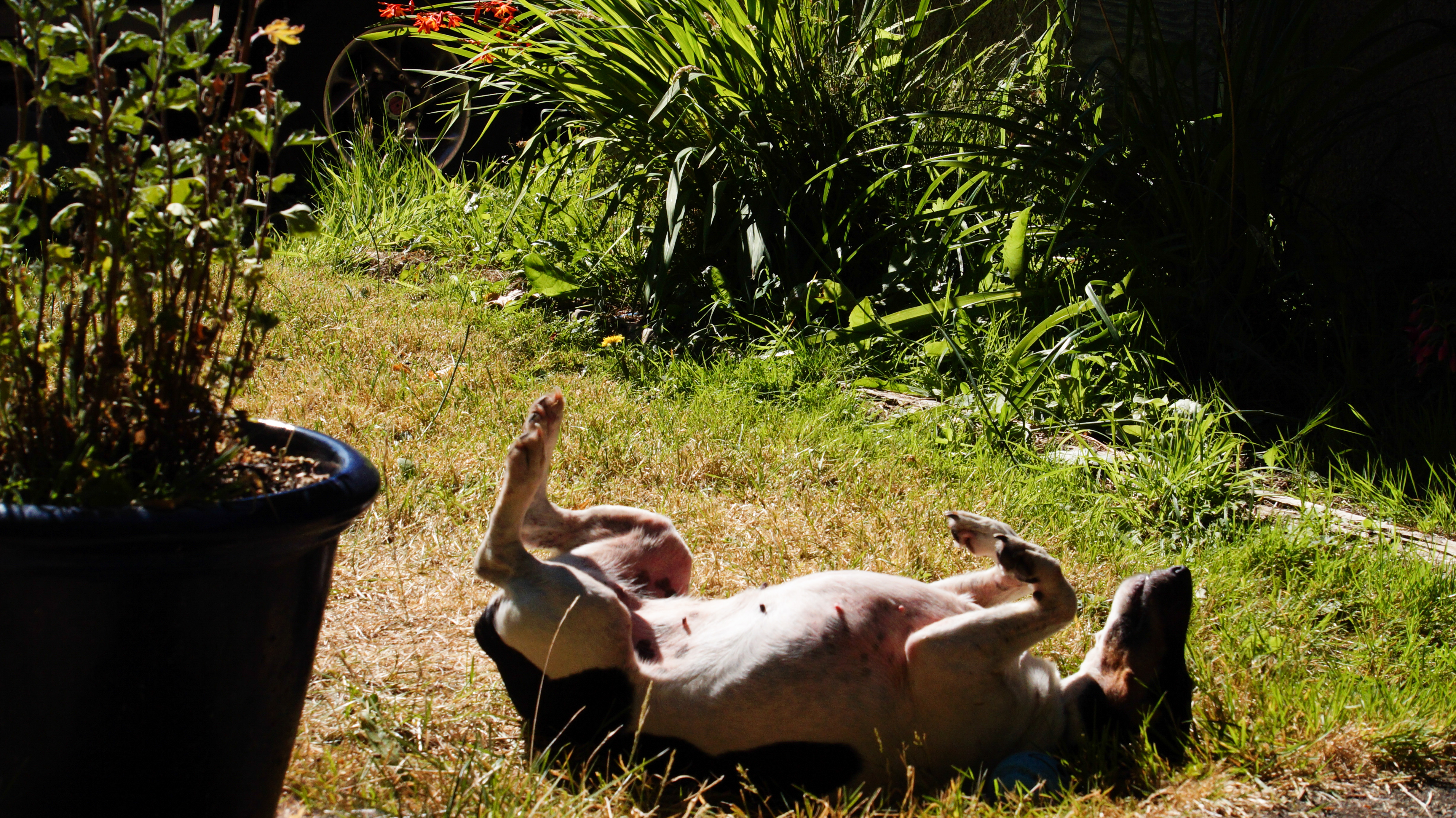 Loki enjoying carefree sunshine!