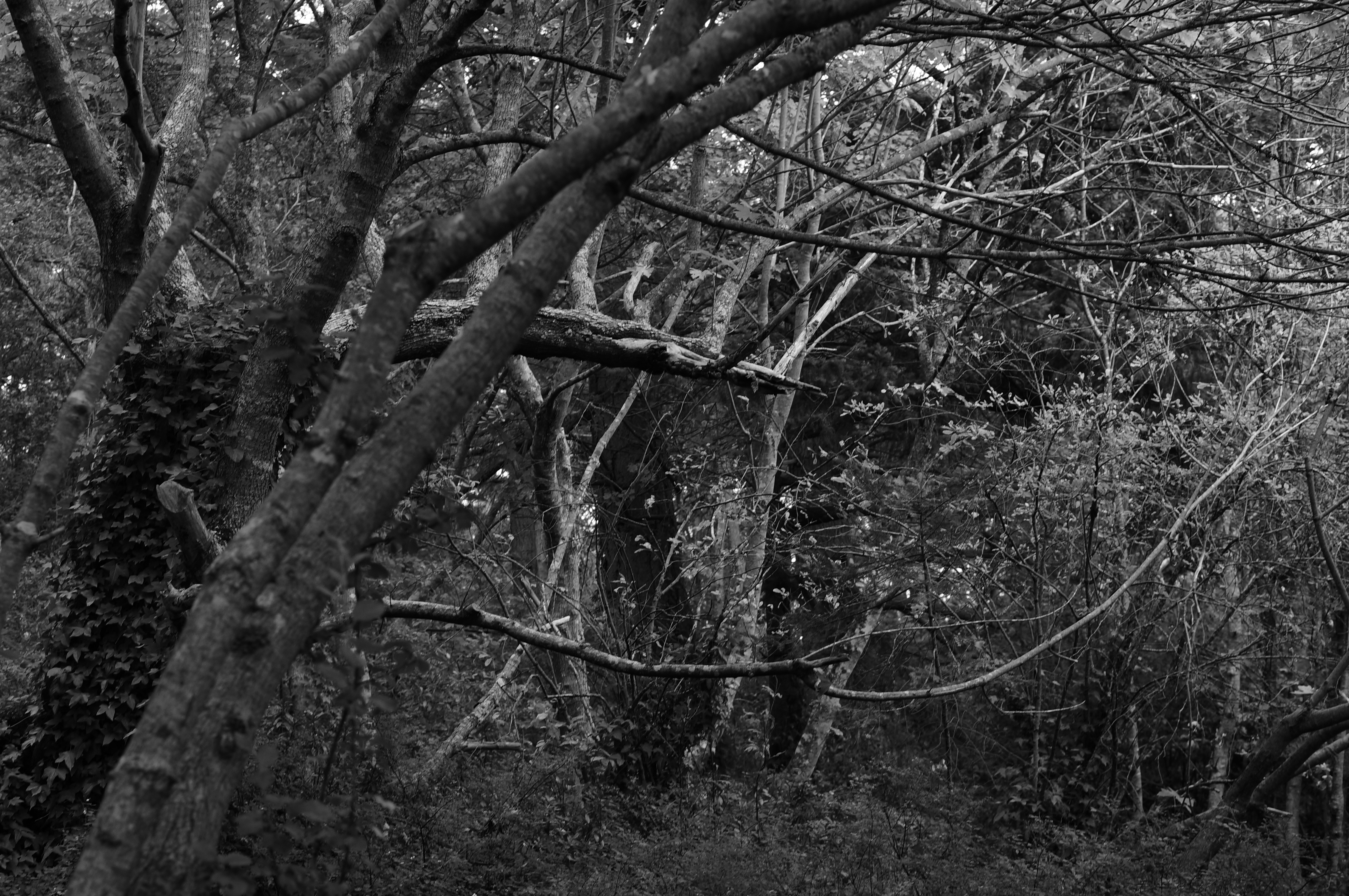 The park in black and white