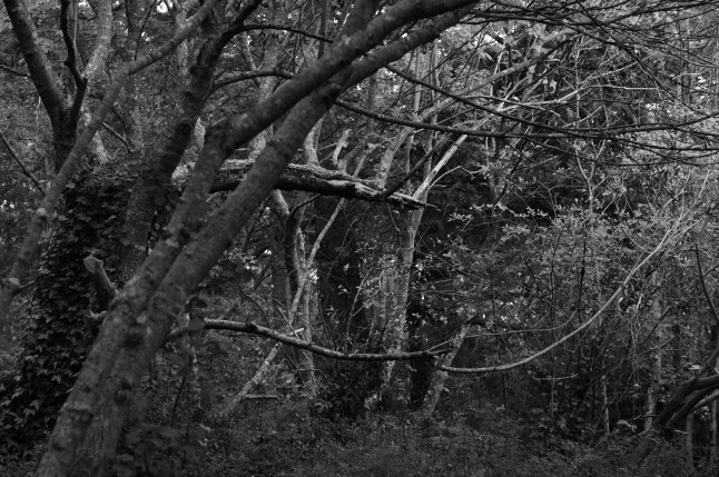 The park in black and white