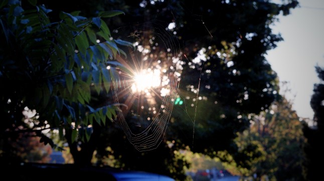 Spider at sunrise 