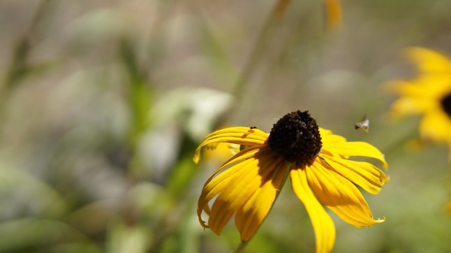 Brown Eyed Susan