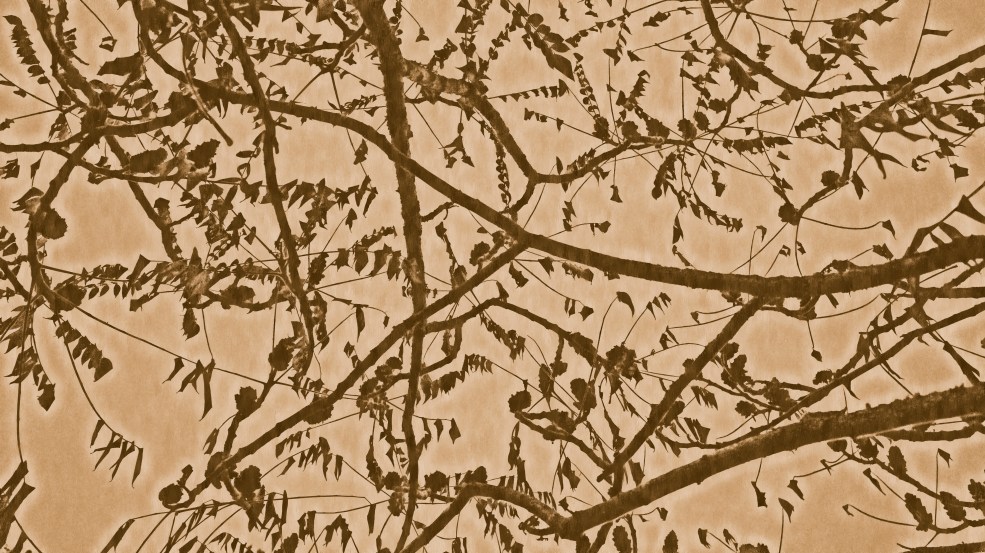 night leaves masquarading as a map_edited-1