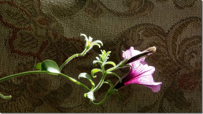 sunday morn vaxation 004