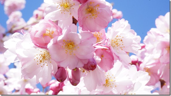 Cherry Blossom 2014 012